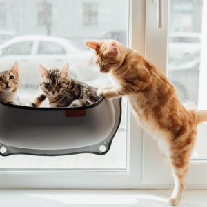 Photo Retouching & Restoration