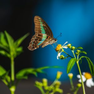 Concert Photography for Music Events